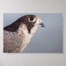 Search for falconry art Hunt