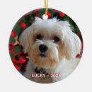 Search for maltese dog christmas tree decorations Pet
