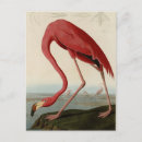 Search for vintage flamingo postcards Birds of america