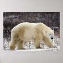 Search for hudsons bay posters Polar bear