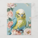 Search for budgie postcards Parrot