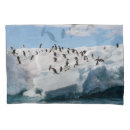 Search for penguin pillowcases Animal