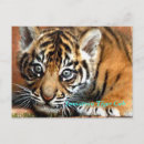 Search for sumatran postcards Cat