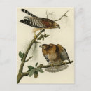 Search for red shouldered hawk John james audubon
