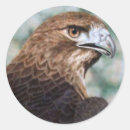 Search for red tails stickers Animal