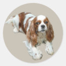 Search for cavalier king charles spaniel stickers Puppies