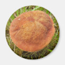 Search for edible magnets Food