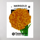 Search for marigold posters Garden