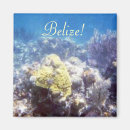 Search for diving magnets Coral