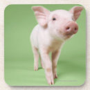 Search for piglet coasters Babies