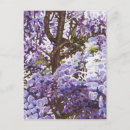 Search for fragrant postcards Blossom