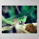 Search for leaf insect Green
