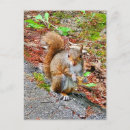 Search for cute squirrel pictures postcards Squirrels