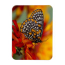 Search for orange black white magnets Flower