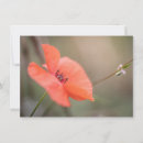 Search for mohn Papaver