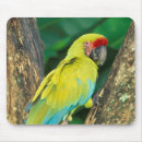 Search for macaws mousepads Bright