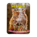 Search for birthday funny magnets Cat