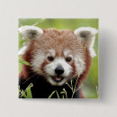 Search for cute panda badges Modern