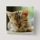 Search for little kitty badges Cat