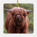 Search for scottish highland cow christmas tree decorations Calf