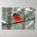 Search for cardinals in winter posters Wildlife
