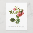 Search for rosas postcards Flower