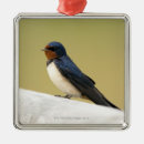 Search for swallow christmas tree decorations Wildlife