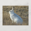 Search for snowshoing postcards Rabbit