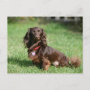 Search for miniature dachshund postcards Sitting