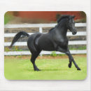 Search for arabian electronics Stallion