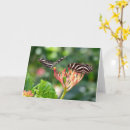 Search for zebra longwing butterfly Butterflies