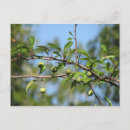 Search for crab apple postcards Fruit