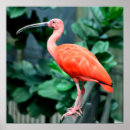 Search for scarlet ibis posters Bird