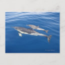 Search for common dolphin Outdoors