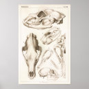 Search for devil skull posters Skulls