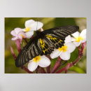 Search for micro art Bug