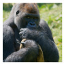 Search for silverback gorilla posters Primate
