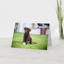Search for chocolate labrador cards Animal