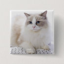 Search for ragdoll cat gifts Kitten