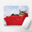 Search for kitten sleeping electronics Tabby