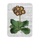 Search for auricula Red