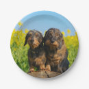 Search for dachshund plates Animal