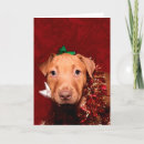 Search for funny pitbull christmas cards Dog lover