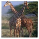 Search for full length tiles Mammal