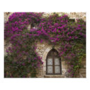 Search for bougainvillea art Purple