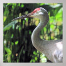 Search for sandhill art Photography