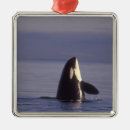 Search for orca christmas tree decorations Coast