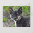 Search for tortoiseshell postcards Cute