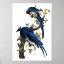 Search for john jay posters Audubon