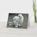 Search for silky cards White